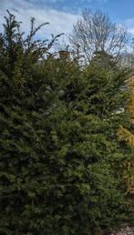 Gratis taxus af te halen in Mheer (6261PB), Ophalen