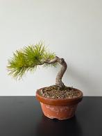 Japanse witte den bonsai, Ophalen, Overige soorten, Volle zon