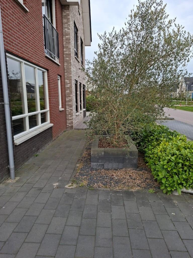 Olijfbomen, Tuin en Terras, Planten | Bomen, Olijfboom, 250 tot 400 cm, Zomer, Ophalen