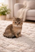 Britse korthaar, Dieren en Toebehoren, Katten en Kittens | Raskatten | Korthaar, Kater, Ontwormd