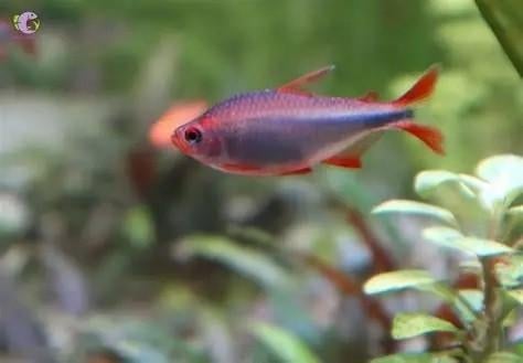 wadai tetra €5,95, Ophalen, .., Overige typen, Nieuw