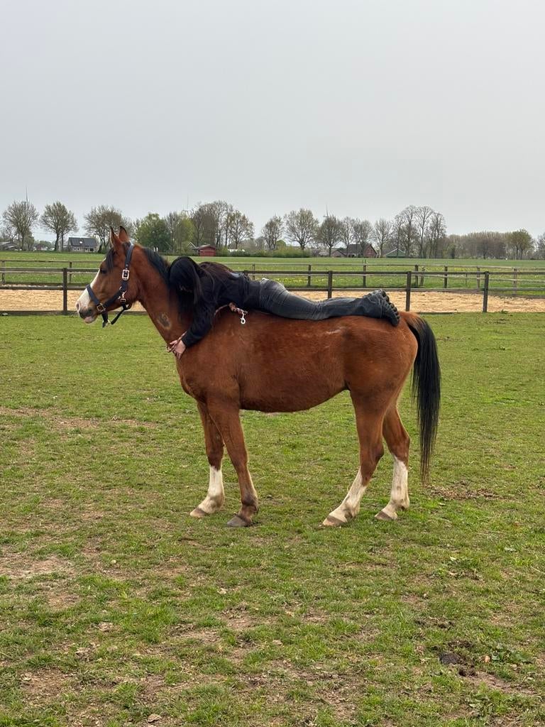 2/3 weilandjes + evt boxen eigen beheer, Dieren en Toebehoren, Weidegang, 4 paarden of pony's of meer