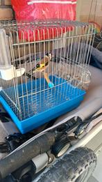 Een- parva putter van 2025.DZ., Mannelijk, Wildzangvogel, Geringd