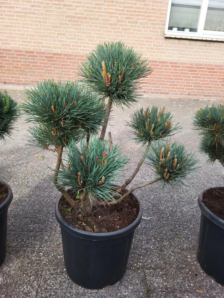 Pinus pon pon, Ophalen of Verzenden