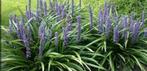 Liriope Muscari: Prachtige vaste plant, Tuin en Terras, Planten | Tuinplanten, Bodembedekkers, Vaste plant, Ophalen of Verzenden
