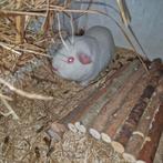 Cavia beertje, Januari, Mannelijk, Cavia