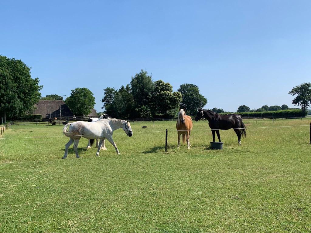 Stalling omg Breda/etten leur, Dieren en Toebehoren, Weidegang, 1 paard of pony