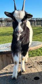 Geiten, Dieren en Toebehoren, Schapen, Geiten en Varkens, Vrouwelijk, Geit, 3 tot 5 jaar