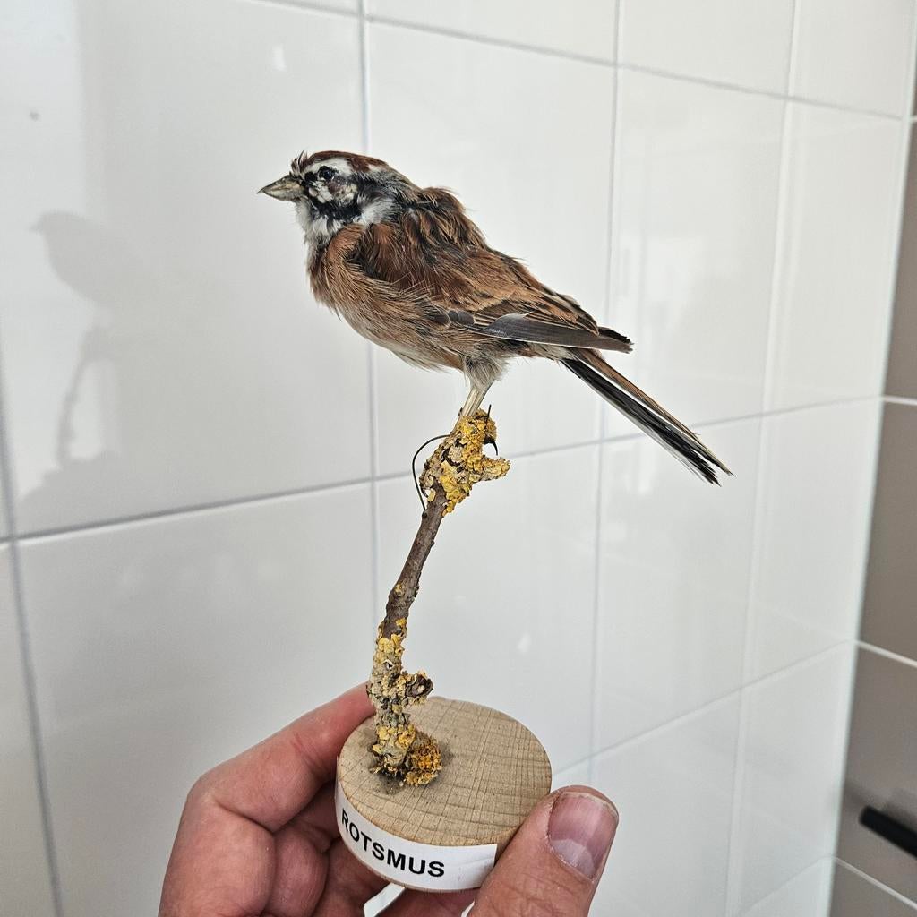 Opgezette Rotsmus Opgezet taxidermie taxidermy geprepareerd, Ophalen of Verzenden, Gebruikt, Vogel, Opgezet dier