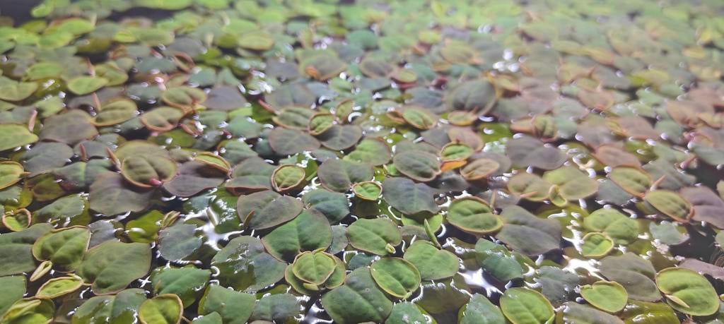 Aquarium drijf plant - red root floater, Dieren en Toebehoren, Vissen | Aquaria en Toebehoren, Ophalen, Nieuw, Plant(en), Steen of Hout