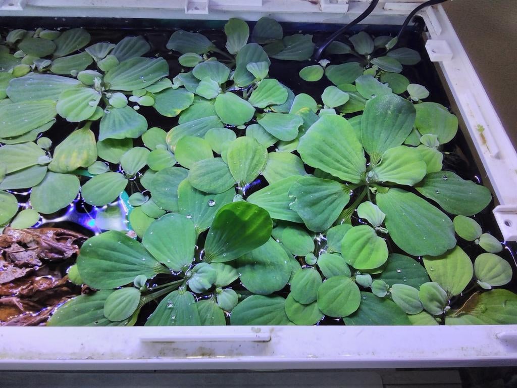 Drijfplanten., Dieren en Toebehoren, Ophalen, Nieuw