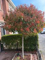Glansmispel boom Photinia  fraseri 'Red Robin, Ophalen, Halfschaduw, Overige soorten, Lente