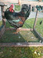 Barnevelder HAAN groot., Dieren en Toebehoren, Mannelijk, Kip