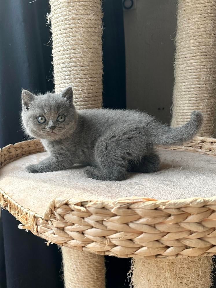 Raszuivere Britse Korthaar kitten met stamboom, Dieren en Toebehoren, Meerdere dieren, Met stamboom, 0 tot 2 jaar