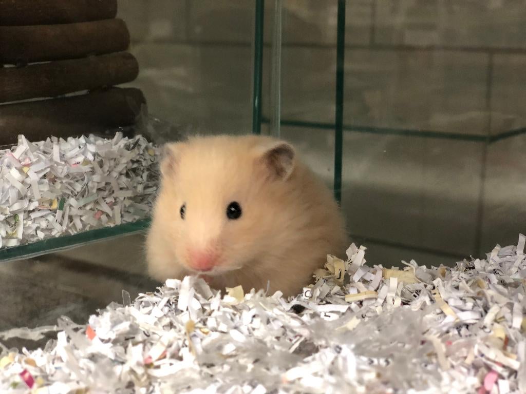 Goudhamster | Goed tam te maken | Jonge hamsters, Dieren en Toebehoren, Knaagdieren, Hamster, Februari, Meerdere dieren, Tam