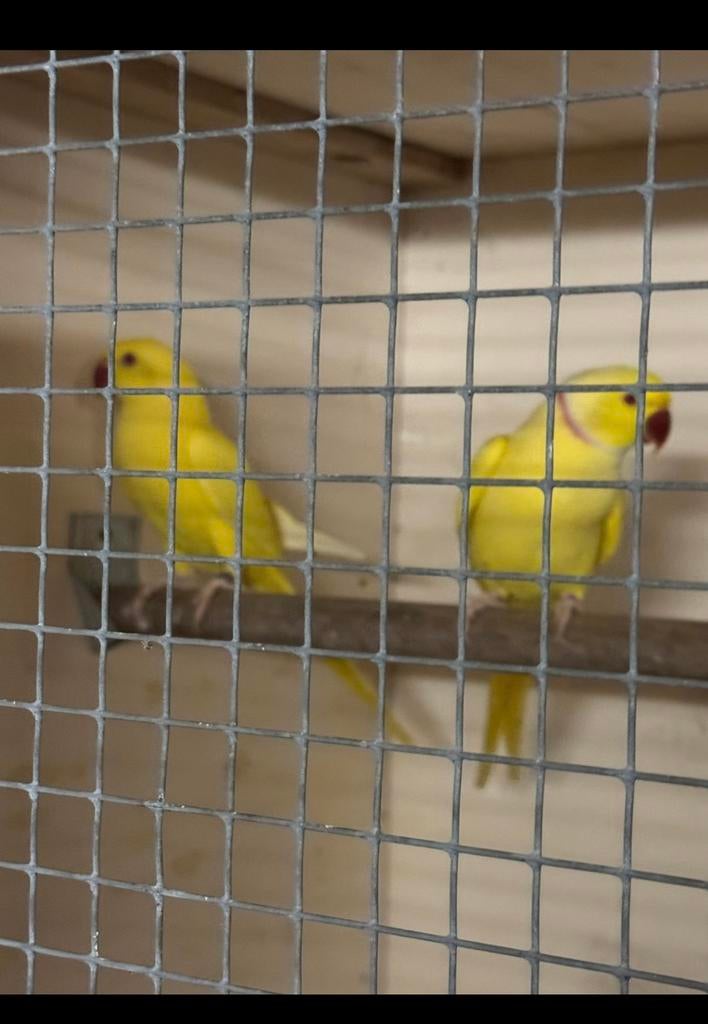 Broed koppel lutino Tekoop zie beschrijving, Dieren en Toebehoren, Vogels | Parkieten en Papegaaien, Meerdere dieren, Parkiet