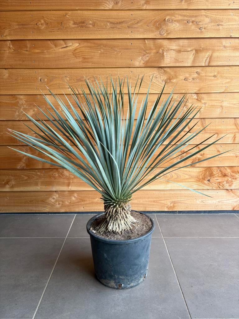 Yucca Rostrata, Ophalen, Overige soorten, Volle zon