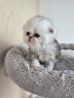 prachtige Perzische kittens, Dieren en Toebehoren, Meerdere dieren, Ontwormd