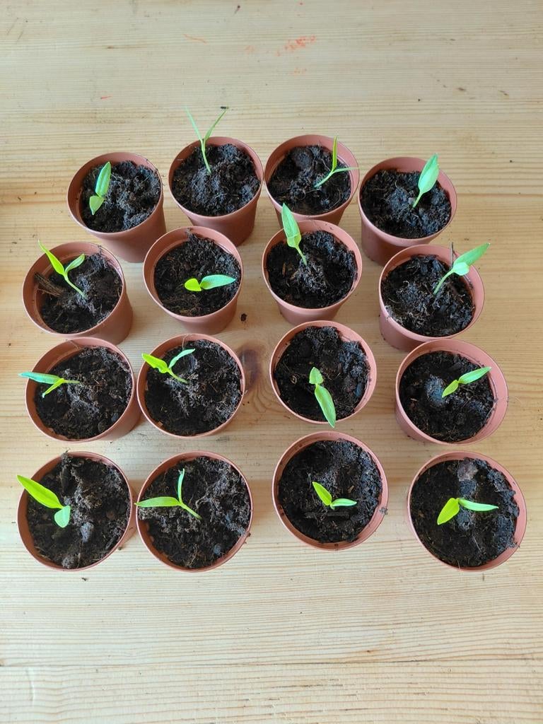 Biologische rode paprika plantjes., Ophalen, Eenjarig, Groenteplanten, Volle zon