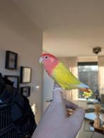 Goed huis gezocht: Agapornis pop, Dieren en Toebehoren, Vrouwelijk, Dwergpapegaai of Agapornis, Tam