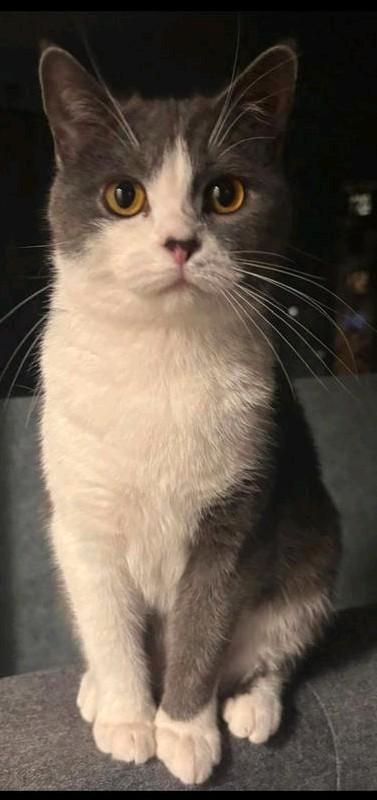 Kittens, Dieren en Toebehoren, Katten en Kittens | Raskatten | Korthaar