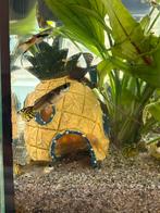 Visjes: guppies, Dieren en Toebehoren, Vis