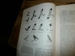 roofvogels tinbergen uitgave NJN met afbeeldingen, Boeken, Ophalen of Verzenden, Nieuw