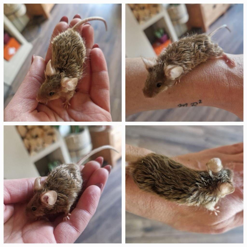 Krul MAN texel rex vacht bruin satijn effen kleur agounti, Dieren en Toebehoren, Februari, Muis, Mannelijk, Tam