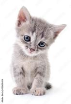 Gezocht Kitten(poes), Poes