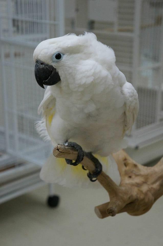 puppy witkuif kaketoes, Dieren en Toebehoren, Vogels | Parkieten en Papegaaien, Papegaai, Meerdere dieren