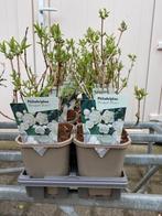 Philadelphus 'Bouquet Blanc', een boerenjasmijn in pot, Tuin en Terras, Planten | Tuinplanten, Ophalen, Overige soorten, Halfschaduw