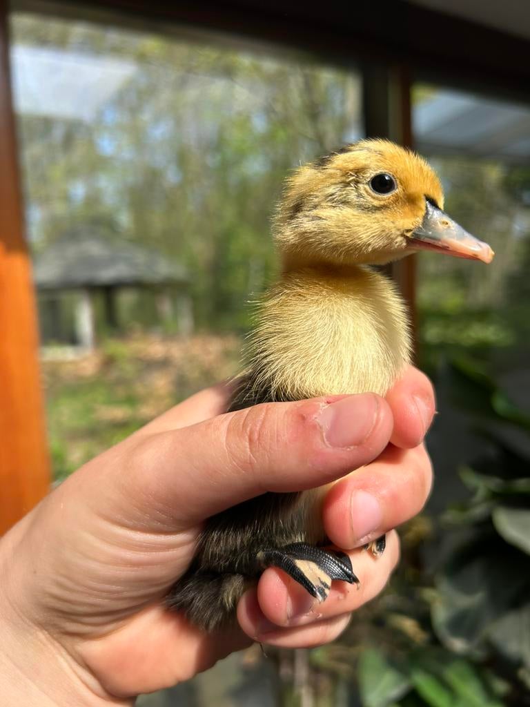 Indische Loopeend Kuikens, Dieren en Toebehoren, Pluimvee, Geslacht onbekend, Eend