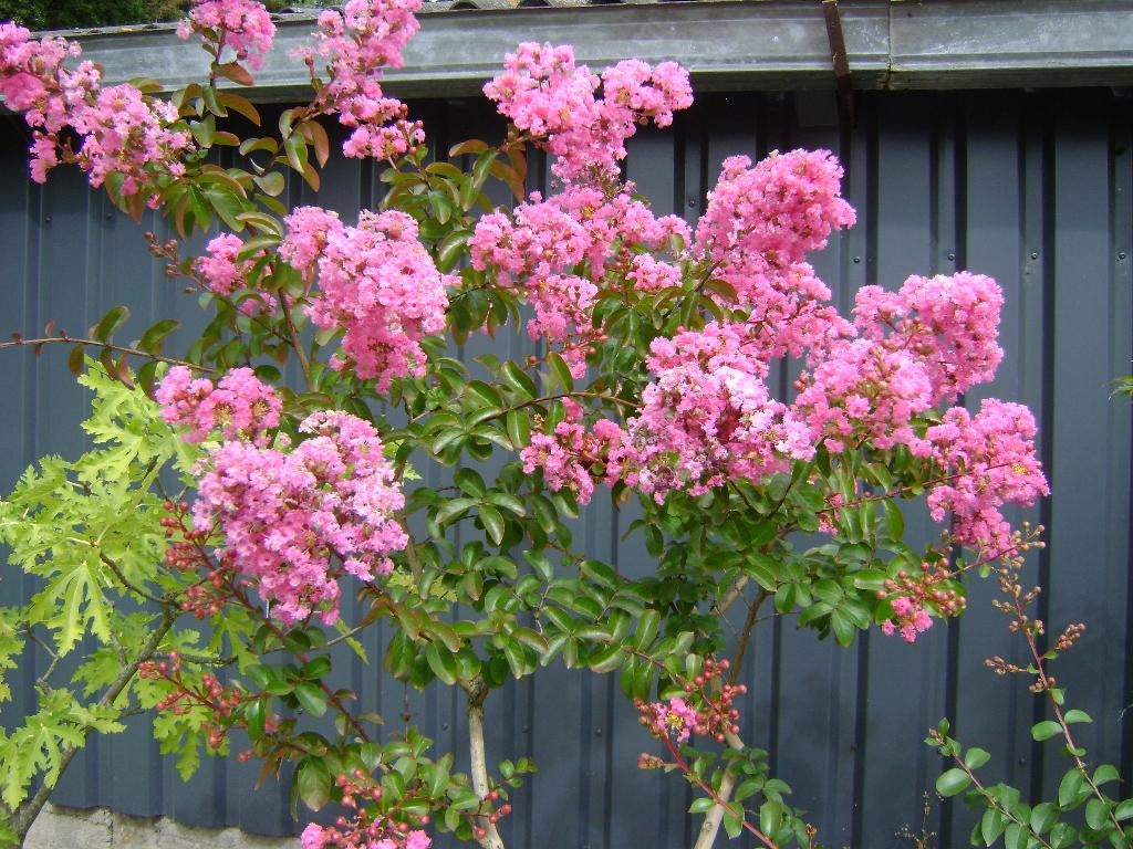 Lagerstroemia Rubra Magnifica, Tuin en Terras, Ophalen, Zomer, Volle zon, Overige soorten