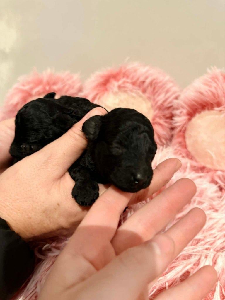 toypoedel pups fci stamboom, Dieren en Toebehoren, Poedel, Parvo, België, Fokker | Hobbymatig