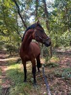 Brave hengst te koop, Dieren en Toebehoren, Paarden, Dressuurpaard, Zadelmak, Hengst, 170 tot 175 cm