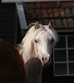 twee 1 jarige Welsh hengsten (sectie a en wpbr), Met stamboom, Dressuurpony, 0 tot 2 jaar, A pony (tot 1.17m)