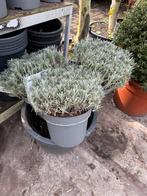 Super mooie lavendel10 liter pot komen mooi opkleur 9,95, Ophalen, Vaste plant, Overige soorten, Volle zon