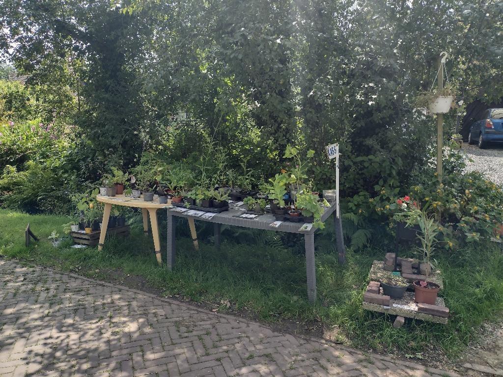 vaste planten (biologisch) 3 voor € 5,-, Tuin en Terras, Planten | Tuinplanten, Ophalen, Vaste plant, Overige soorten, Volle zon