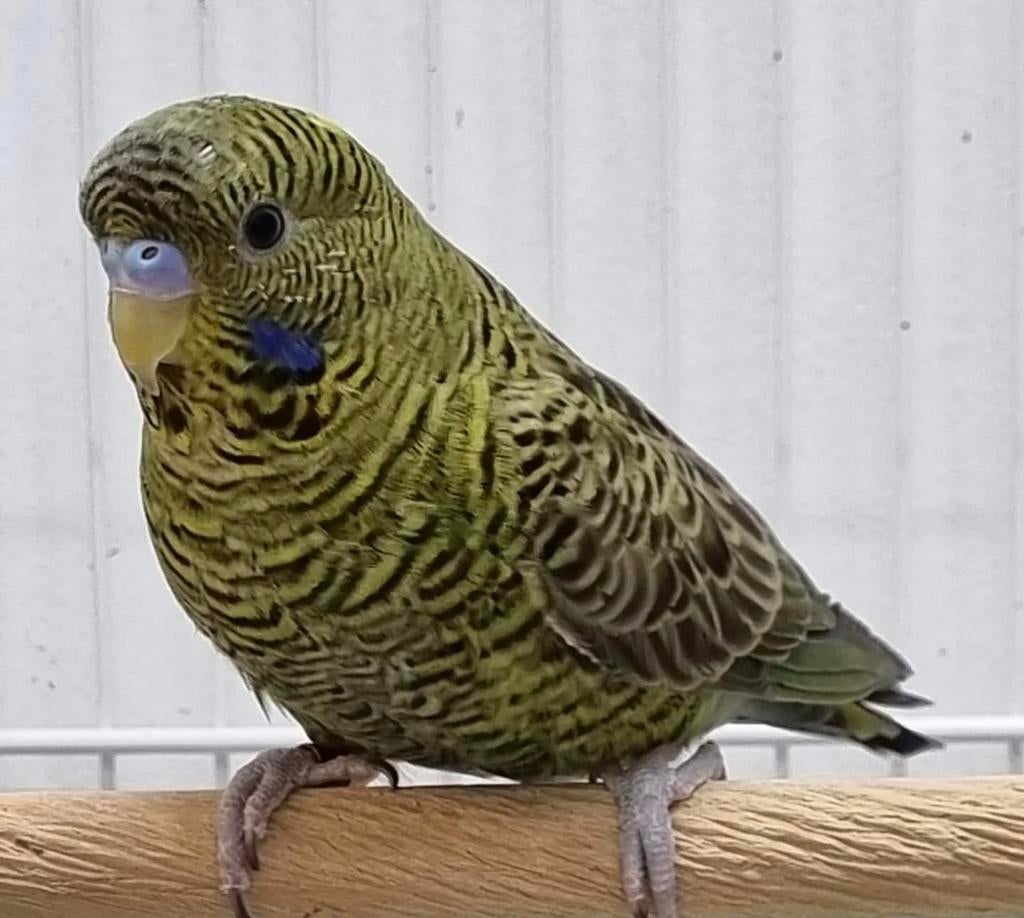 Blackface, Dieren en Toebehoren, Mannelijk, Parkiet