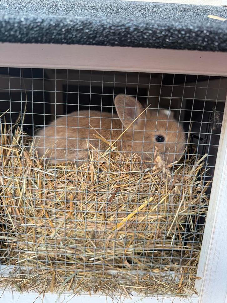 Baby konijntjes te koop, Dieren en Toebehoren, Konijnen, Dwerg, Meerdere dieren