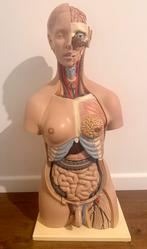 Torso body lichaam educatief details compleet anatomie, Ophalen, Zo goed als nieuw