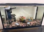 Aquarium, Ophalen of Verzenden, Zo goed als nieuw, Leeg aquarium
