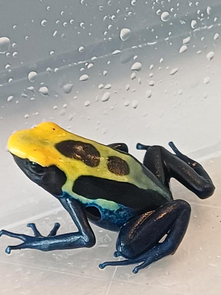 Dendrobates tinctorius Brazil vrouw 0.1 Frog - female for sale from E. Peel