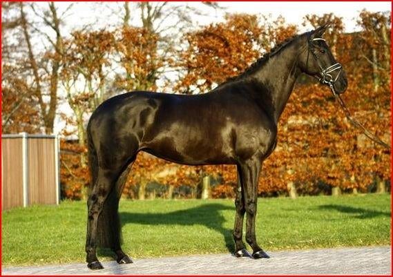 Te koop LT (Inter 1) Elite zwarte merrie en andere paarden, Merrie, Met stamboom, Dressuurpaard, 11 jaar of ouder