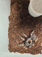Brachypelma Hamorii Mexicaanse roodknievogelspin, Dieren en Toebehoren, Insecten en Spinnen, Spin of Schorpioen