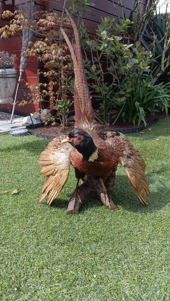 Opgezette fazant op houten tak, Verzamelen, Ophalen of Verzenden