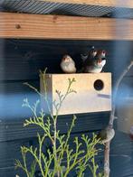 4 zebravinken, Dieren en Toebehoren, Meerdere dieren, Tropenvogel
