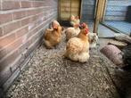 Bruine Cochin, Dieren en Toebehoren, Pluimvee, Vrouwelijk, Kip