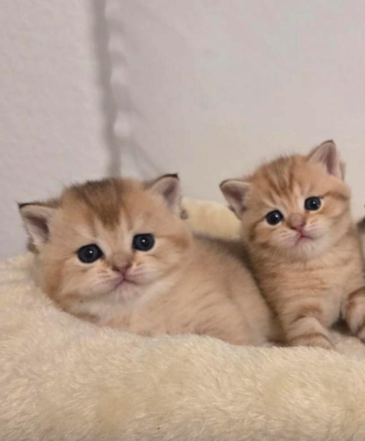 Britse Shortair Golden, Dieren en Toebehoren, Katten en Kittens | Raskatten | Korthaar, Meerdere dieren, 0 tot 2 jaar, Ontwormd