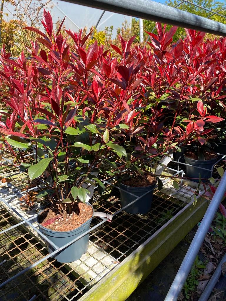 Photinia Carre Rouge - Glanzmispel met opvallend rood blad, Tuin en Terras, Planten | Tuinplanten, Vaste plant, Overige soorten